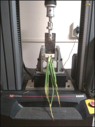 Figure 5. The experimental setup for measuring cutting force using UTM.