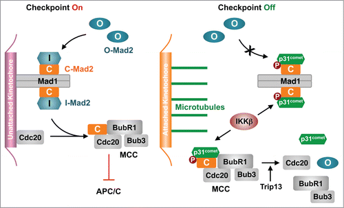 Figure 1. Activating p31comet through phosphorylation in Xenopus egg extracts. During checkpoint activation, Mad1–C-Mad2 at unattached kinetochores recruit O-Mad2 and converts it to I-Mad2, which binds Cdc20. Cdc20–C-Mad2 associates with BubR1–Bub3 to form MCC, which inhibits APC/C. During checkpoint inactivation, IKKβ phosphorylates p31comet and promotes its binding to C-Mad2, thereby blocking Mad2 activation and triggering MCC disassembly.
