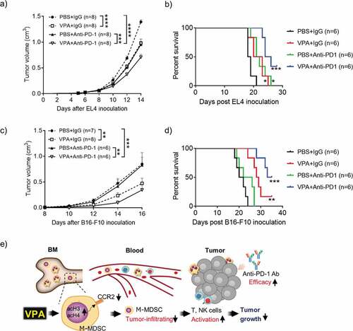 Figure 6. VPA enhances response to anti-PD-1 immunotherapy