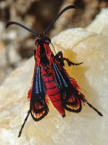 Figure 1. Scarlata nirvana gen. et sp. nov. in a typical resting position.