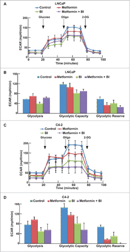 Figure 5. BI2536 antagonized metformin-induced glycolysis in LNCaP and C4-2 cells. (A, C) ECAR under single or both drug treatment was measured by Seahorse XFe24 analyzer. Cells were seeded in XFe24 cell culture microplates, treated with metformin, BI2536 or both for 24 hours, and subjected to the protocol for glycolysis tolerance test in which glucose, oligomycin and 2-DG were added at the time points indicated. (B, D) Calculated glycolysis rates, glycolysis capacity and glycolytic reserve.