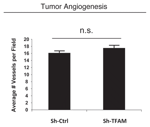 Figure 7 TFAM-deficient fibroblasts do not increase tumor angiogenesis. We used an in vivo murine xenograft model to evaluate the tumor-promoting properties of TFAM-deficient fibroblasts. Fibroblasts were co-injected with MDA-MB-231 breast cancer cells into the flanks of immuno-deficient nude mice. After 4 weeks, the tumors were harvested and subjected to detailed analysis. There were no observed differences in tumor vessel density density (number of vessels per field), as measured using CD31 immuno-staining. As such, the tumor growth promoting activity of TFAM-deficient fibroblasts is independent of tumor angiogenesis.