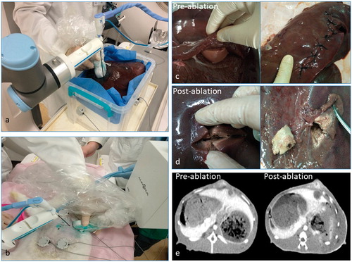 Figure 3. The microwave ablation tests on porcine liver tumor models and rabbit liver cancer models (a,b). (c), (d) and (e) showed the tumors created in the liver and the one in the rabbit.