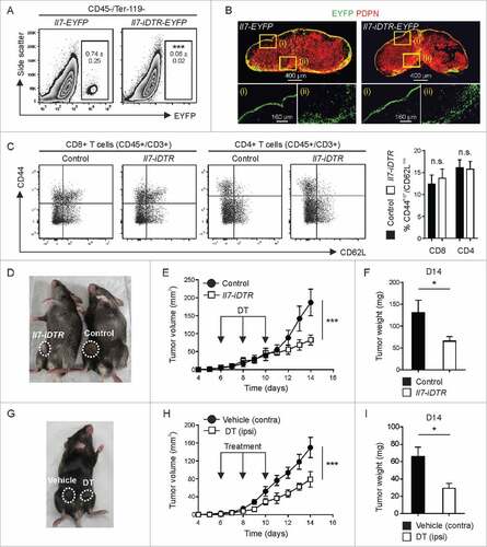 Figure 3. Impact of toxin-mediated ablation of Il7-expressing fibroblasts on breast tumor growth. E0771 cells were orthotopically grafted in Il7-iDTR/EYFP mice and transgene-expressing CAFs were ablated by intratumoral administration of DT (1 ng on days 6, 8 and 10). (A) Flow cytometric assessment of cell ablation in day 14 tumors (n = 4–10). (B) Assessment of the integrity of the fibroblastic reticular cell network in tdLNs using confocal microscopy. (C) Flow cytometric analysis of T cell activation in the tdLN (n = 5). (D-F) Unilateral tumors were induced in Il7-iDTR or Cre-negative control mice (iDTR-positive genetic background), and susceptible CAFs were ablated using treatment with DT, as indicated. Tumor growth was monitored on a daily basis and tumor weight was recorded on day 14 (n = 8–9). (G-I) Bilateral tumors were induced in Il7-iDTR mice and only the ipsilateral side was treated with DT, while the contralateral side was treated with vehicle (PBS) (n = 8). Microscopy data are representative examples of two independently performed experiments. Statistical testing used: Student's t-test for panels A, C, F and I, and repeated measures ANOVA for panels E and H (#p < 0.05, ###p < 0.001).