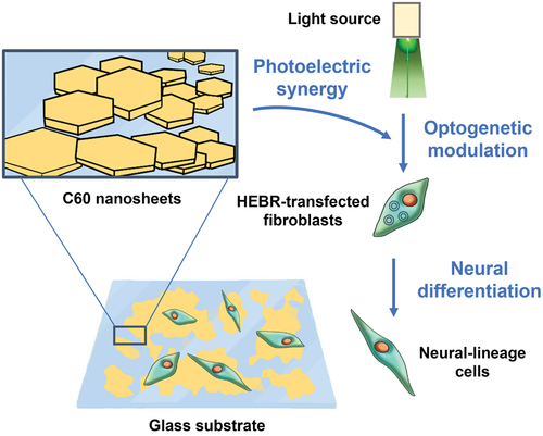 Figure 8. C60 nanosheets are used as a substrate for HEBR-transfected fibroblasts. the nanosheet substrate synergistically amplified optogenetic modulation of fibroblasts expressing the HEBR photon pump, resulting in increased differentiation to neural-lineage cells (as characterized by neural gene and marker expression). See text for details.