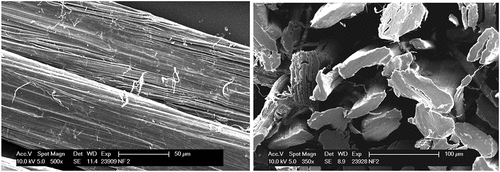 Figure 7. SEM surface and cross-sectional morphology of nettle fiber.