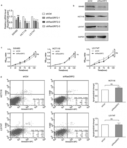 Figure 2. Knockdown of RasGRF2 expression had no effect on cell proliferation and apoptosis of CRC cell lines. (a) Real-time PCR analysis of RasGRF2 mRNA in cells after RNA interference. (b) Western Blot analysis of RasGRF2 protein in cells after RNA interference. (c) Cell proliferation analysis of control and RasGRF2-downexpressing CRC cells, determined by MTT. (d) Apoptotic analysis of control and RasGRF2-downexpressing CRC cells, determined by Annexin V-APC/7-AAD staining and flow cytometry. Values are expressed as the mean± standard deviation.