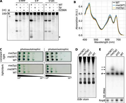 Figure 2. Impact of amino acid exchange T161V and characterisation of Synechocystis strains rne(WT) and rne(5p). (A) In vitro assay comparing the cleavage activity of Synechocystis wild-type RNase E (WT), RNase E with amino acid exchange T161V (5p) and catalytically inactive RNase E [Citation23] harbouring the amino acid exchange D296N on a 113 nt long transcript derived from the 5’ UTR and the first 20 codons of psbA2. The 5’ termini were either triphosphorylated (5’PPP), monophosphorylated (5’P) or hydroxylated (5’OH). A prominent band appearing only for the 5’P substrate incubated with wild-type RNase E, but not for the other enzyme variants, is indicated by an asterisk. One representative SYBR-gold-stained urea-containing 8% polyacrylamide gel is shown (n = 5). M: marker. (B) Absorption spectra of wild-type Synechocystis (WT), rne(WT) and rne(5p). Shaded areas indicate standard deviations of three replicates. (C) Spot assays testing the growth of WT, rne(WT) and rne(5p) under photoautotrophic and photomixotrophic (5 µM glucose) conditions under continuous and 12 h light/12 h dark cycles (n > 4). (D) Urea-containing polyacrylamide gel of total RNA from WT, rne(WT), rne(5p) and empty-vector control strain pVZΔKmR (pVZ) stained with ethidium bromide. (E) The same gel after northern blotting and hybridisation with a radioactively labelled probe for 5S rRNA. One representative analysis is shown (n = 4). # indicates mature 5S rRNA, * 5S rRNA precursors. A control hybridisation with RnpB is shown (lower panel).