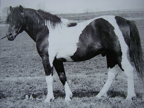 Figure 9. Jaśmin – tobiano Hucul stallion (Zefir from Dziewanna) (www.huculy.phorum.pl/viewtopic.php?t=73).