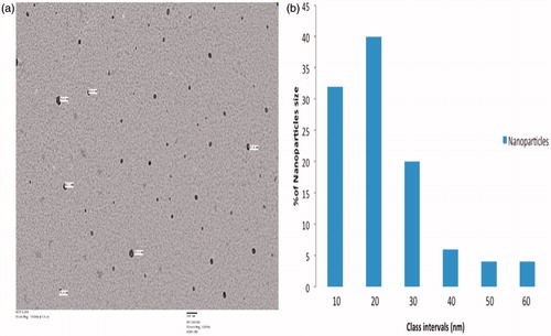 Figure 1. TEM analyses. Analyses of CS samples were performed using a JEOL 2100F transmission electron microscope. (a) Determination of particle size. (b) Size distribution of NP present in the CS sample. Representative analyses are shown.