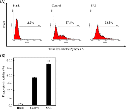 Fig. 3. Effect of SAE on phagocytosis activity of J774.1 cells.