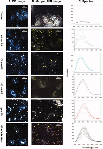 Figure 6. EDF-HSI analysis of A549 cells exposed to individual or mixture of reference MPs. (A) darkfield images of A549 cells exposed for 24 h to media only, 50 µg/mL of individual PS types or 50 µg/mL of a mixture of all PS, (B) the corresponding mapped HSI images and (C) representative spectra of the mapped PS. Arrows show mapped PS.