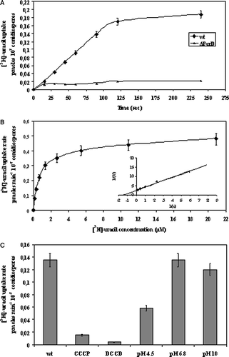 Figure 1.  Biochemical identification of FurD. (A) Time course of uptake of 0.2 µM [3H]-uracil in a wild-type (wt) and a ΔfurD strain. (B) FurD-mediated [3H]-uracil transport kinetics. (C) Energetic and pH dependence of uracil uptake. For details see text and Materials and methods. Results represent mean values from three independent determinations with bars of standard deviations shown (<15%).