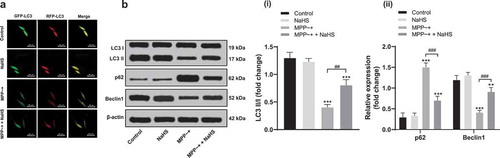 Figure 2. H2S restored the damaged autophagy flux in SH-SY5Y cells induced by MPP~+. (a). mRFP-GFP-LC3 fluorescence tracing (LC3 fluorescence indicated the aggregation of autophagosome in cells); B. the expressions of autophagy-related proteins (p62, LC3 and Beclin 1) detected by Western blot analysis. **p < 0.01, ***p < 0.001 vs. the control group; ###p < 0.001 vs. the MPP~+ group. Data in panel B(i) were analyzed by one-way ANOVA and data in panel B(ii) were analyzed by two-way ANOVA, followed by Tukey’s multiple comparisons test for post hoc test. Repetitions = 3.