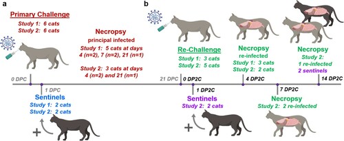 Figure 1. Re-infection study design. (a) In each of 2 studies, 6 cats were inoculated with SARS-CoV-2 and 2 sentinel contact cats were introduced at 1 day post primary challenge (DPC). Necropsy was performed on principal infected cats at 4, 7 and 21 DPC. (b) At 21 DPC, cats were re-challenged with SARS-CoV-2 at the same dose as used for primary challenge, and 2 sentinels introduced at day 1 post second challenge (DP2C). Necropsy of principal re-infected cats were performed at 4, 7 and 14 DP2C, and of the sentinels at 14 PD2C.