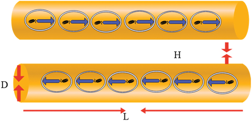 Figure 2. Model for estimating the force between two parallel bacteria.