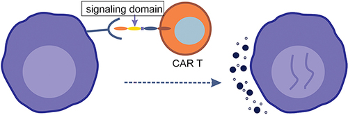 Figure 4 Signaling domain on CAR T cell binds to BCMA receptor on myeloma cell surface which leads to activation of CAR T cells and release of cytotoxic cytokines leading to myeloma cell lysis and death.