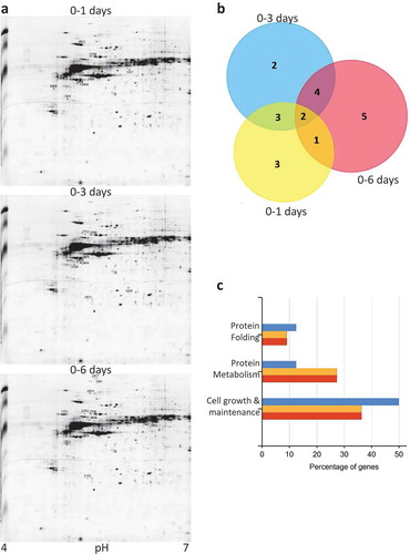 Figure 1. Proteomic profiling during keratinocyte differentiation. (a) 2-DE proteomic profiling of keratinocytes at 1 d, 3 dand 6 d after calcium treatment. Numbers indicate the statistically variable protein spots as detected by using Progenesis SameSpots software. (b) Venn diagrams depicting the number of proteins identified in each sample, during the calcium treatment. Graphic was obtained by FunRich program submitting the lists of proteins exclusively detected in each sample. (c) Gene Ontology-based functional enrichment analysis of biological functions, using FunRich software.