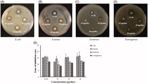 Figure 6. Antibacterial activity of CB-AgNps against (A) E. coli, (B) S. aureus, (C) S. enterica , and (D) P. aeruginosa.