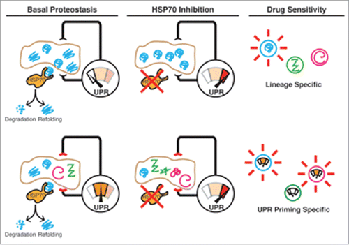 Figure 1. Models for RMS HSP70 dependence. Top, the RMS ER carries a specific HSP70 client that misfolds after treatment, activating the UPR. Client-expressing tumors are sensitive to HSP70 inhibition. Below, the RMS UPR is “primed” at rest and slight perturbation by HSP70 inhibition reaches apoptotic threshold. HSP70 inhibitors are predicted to be most effective in cells with high resting UPR sensitivity.