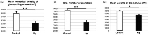 Figure 2. A: Mean numerical density of glomeruli belongs to control and Hg groups are shown. Mean numerical density of glomeruli for the control group were significantly higher than the Hg group (**p < 0.001). B: Total number of glomeruli belongs to control and Hg groups are shown. Total number of glomeruli for the control group were significantly higher than the Hg group (**p < 0.001). C: Mean volume of glomeruli belongs to control and Hg groups are shown. *shows that significant difference between groups (p < 0.005).