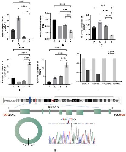 Figure 4. Six circRnas differentially expressed in tissues.