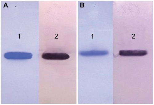 Figure 2 Western blot analysis of α-MMC and MAP30. (A) Lane 1: reduced SDS-PAGE of α-MMC; Lane 2: western blot profile of α-MMC. (B) Lane 1: reduced SDS-PAGE of MAP30; Lane 2: western blot profile of MAP30.