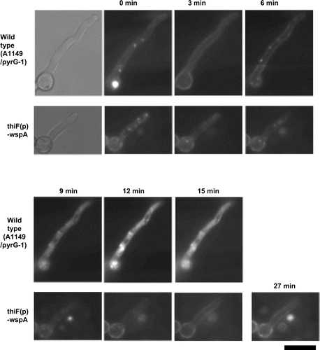 Fig. 7. Internalization of FM4-64 in the thiF(p)-wspA strain under the wspA-repressing conidition.