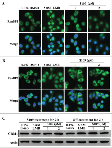 Figure 5. The inhibitory effect of CRM1 by S109 is reversible. (A) HCT-15 cells were treated with 0.1% DMSO, LMB or S109 for 2 h, followed by fixation and an immunofluorescence analysis. The localization of RanBP1 was observed. (B) Reversible effect of S109 on the localization of RanBP1. Cells were incubated with the indicated doses of S109 or LMB. After 2 h, the drugs were washed out and fresh medium was added. The cells were further incubated for 2 h and then analyzed by fluorescence microscopy. (C) HCT-15 cells were treated with LMB or S109 at the indicated concentrations for 2 h (left panel). After incubation, the drugs were washed out and fresh medium was added. The cells were further incubated for 2 h (right panel) and then subjected to a Western blot analysis using anti-CRM1 antibody.