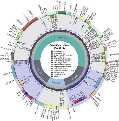 Figure 2. The chloroplast genome map of D. ensifolia. Genes on the inside of the circle are transcribed in a clockwise direction and genes on the outside of the circle are transcribed in a counter-clockwise direction. The optional codon usage bias is displayed in the parenthesis after the gene name. The small grey bar graphs in the inner circle show the GC contents. Genes are color-coded by their functional classification. The functional classification of the genes is shown in the center.