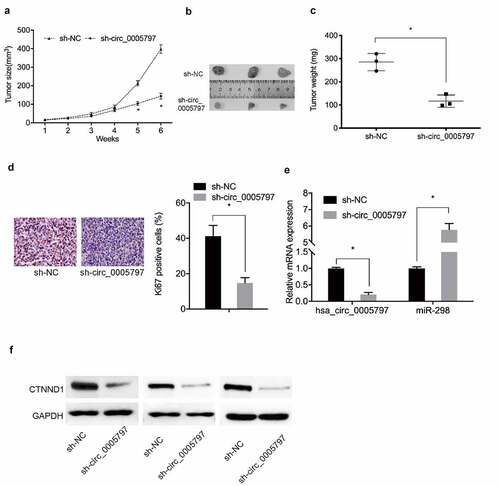 Figure 7. Hsa_circ_0005797 suppressed tumor growth in vivo. (a-c) Mouse xenograft tumor volume and weight data. (d) Ki67 expression levels in xenograft tumors. (e, f) Hsa_circ_000579, miR-298, and CTNND1 expression levels in xenograft tumors. *P < 0.05.