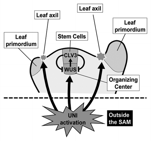 Figure 1 UNI activation non-cell-autonomously affects activities of both the SAM and axillary meristem. UNI promoter is active only outside the meristems. Activities of the SAMs, which are located at the top of stems, are largely attenuated in uni-1D/+ plants and extra axillary meristems are formed at leaf axils of uni-1D/+ plants. See the text for further explanation.