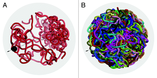 Figure 13. Modeling structural features of yeast nucleus. Figure (A) shows a conformation of chromosome 12, where bulk rDNA genes clustered on the pole opposite to the SPB. Small black spheres represent the structure spindle pole body (SPB) where centromeres assemble. The surrounding transparent gray sphere defines a confining surface corresponding to the nucleus member. The black line indicates the axle extending from the SPB to the rDNA genes cluster. Harmonic bonds are employed to congregate centromeres and rDNA genes and to drive telomeres to the periphery of the confining sphere. Figure (B) shows a snapshot of genome conformation with 16 chromosomes included. White sphere represents the SPB focus.