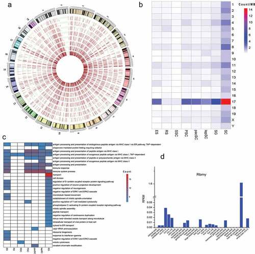 Figure 4. Editing sites on chromosome 17. (a) Distribution of editing sites on each chromosome in all types of cells and RNA editing levels in red bars. Cells are shown in concentric circles and ordered as follow from the inside: SC, SG, lepSC, pacSC, PSC, SSC, RS and ES. (b) The number of editing sites on the unit chromosome length of 21 chromosomes in each type of cell. (c) Function of edited genes on chromosome 17. (d) The expression of Rbmy in different tissues