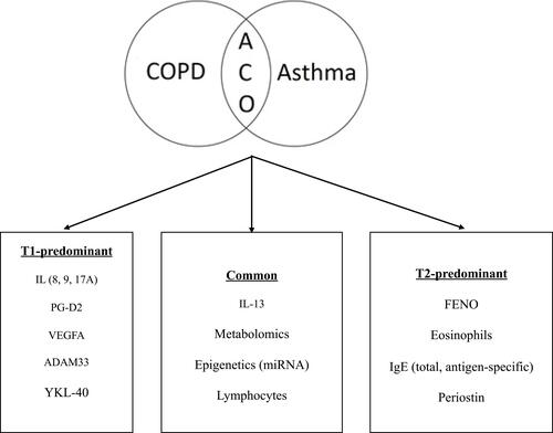 Figure 1 Proposed biomarkers for differentiating ACO from asthma and COPD.