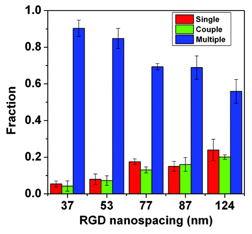 Figure 7. Cell-cell contact fractions on substrates with different RGD nanospacings. The red columns show the fractions of single cells, the green columns show the fraction of cells coupled with another cell, and the blue columns show the fraction of cells in clusters of three, or more, cells.