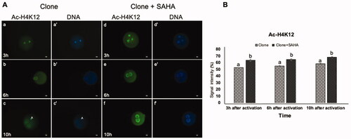 Figure 3. Dynamic modification of H4K12 acetylation in pseudo-pronuclei of cloned embryos. A. H4K12 acetylation of clone (a–c) and clone + SAHA (d–f) 3 h, 6 h and 10 h after activation. (a´–f´) DNA staining of the same oocytes is shown. The artifacts in these figures were shown with the letter A. Scale Bar: 10 µm. B. H3K12 acetylation severity was significantly increased in clone + SAHA embryos at 3, 6 and 10 h after activation (p < 0.05). Error bar; standard error of mean. Data were analyzed using t-test. (a,b) Significant differences between clone and clone + SAHA groups (p < 0.05).