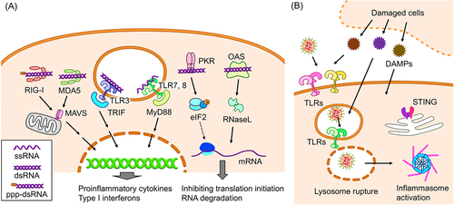 Figure 1. Innate immunity induction by mRNA vaccines. (a) Receptors of exogenous RNA and their signalling pathways. ppp-dsRNA: double stranded RNA possessing a triphosphate group at the 5’ end. (b) Potential mechanisms of innate immune responses to lipid components of iLNPs.