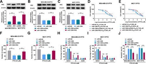 Figure 6 Enforced expression of miR-1286 enhanced drug sensitivity of PTX-resistant BC cells in vitro by down-regulating HK2. HK2 protein level by Western blot in MDA-MB-231/PTX and MCF-7/PTX cells transfected with pcDNA or HK2 overexpressing plasmid (HK2) (A), miR-NC mimic, miR-1286 mimic, miR-1286 mimic+pcDNA or miR-1286 mimic+HK2 overexpressing plasmid (B and C). (D and E) MDA-MB-231/PTX and MCF-7/PTX cells were transfected with miR-NC mimic, miR-1286 mimic, miR-1286 mimic+pcDNA or miR-1286 mimic+HK2 overexpressing plasmid and then exposed to various doses of PTX, followed by the detection of cell viability by CCK-8 assay. MDA-MB-231/PTX and MCF-7/PTX cells were transfected with miR-NC mimic, miR-1286 mimic, miR-1286 mimic+pcDNA or miR-1286 mimic+HK2 overexpressing plasmid before PTX exposure, followed by the measurement of cell colony formation by colony formation assay (F and G), cell cycle distribution by flow cytometry (H and I), cell apoptosis by flow cytometry (J). **P < 0.01 or ***P < 0.001 by a Student’s t-test or ANOVA with Tukey’s post hoc test.
