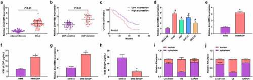 Figure 1. Linc01555 is elevated in SCLC tissues and cells. (a) Linc01555 in 63 pairs of SCLC and adjacent normal tissues. (b) RT-PCR to detect linc01555 in DDP-sensitive and DDP-resistant tissues. (c) Kaplan Meier survival analysis clarified the link of linc01555 with SCLC patients’ prognosis. (d) RT-PCR analysis of linc01555 in SCLC cells. (e) qPCR detection of linc01555 in H446/DDP and parental cells. (f) CCK-8 method to detect the IC50 of DDP on H446/DDP cells and their parental H446 cells. (g) qPCR detection of linc01555 in DMS-53/DDP and parental cells. (h) CCK-8 method to detect the IC50 of DDP on DMS-53/DDP cells and their parental cells. (i, j) linc01555 distribution in H446 and DMS-53 cells. H446 and DMS-53 cells were separated into cytoplasmic and nuclear fractions, and the relative expression of linc01555 was detected by RT-qPCR. # P <0.05, vs. BEAS-2B cells; + P <0.05, vs. parental H446 cells.