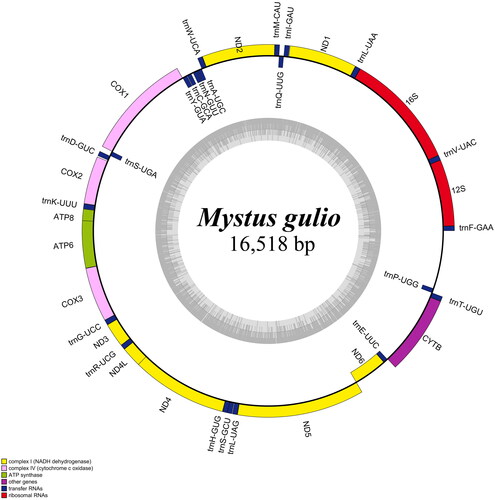 Figure 2. Map of the mitochondrial genome of M. gulio. The genes transcribed counterclockwise are located outside the circle, while genes transcribed clockwise are inside the circle. The dark gray area in the inner circle indicates the GC content of the mitochondrial genome, whereas the AT content is represented by a light gray area. Genes were classified into different functional groups that were shown in different color blocks.