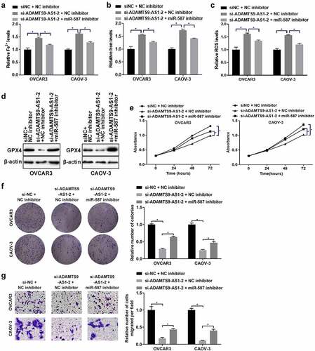 Figure 6. Long non-coding RNA ADAMTS9-AS1 affected ferroptosis, proliferation and migration of epithelial ovarian cancer cells through microRNA-587. OVCAR3 and CAOV-3 cells were transfected with siRNA negative control (si-NC)+micoRNA-587 inhibitor negative control (NC inhibitor), siRNA 2 target long non-coding RNA ADAMTS9-AS-1 (si-ADAMTS9-AS1-2)+NC inhibitor, si-ADAMTS9-AS1-2+ micoRNA-587 (miR-587) for 24 h (for the detection of Fe2+ levels, Iron expression, ROS levels, cell activity, cell proliferation ability, and cell migration ability) or 48 h (for western blotting). Iron assay kit measured Fe2+ (A) and Iron (B) expressions. N = 3, one-way analysis of variance. (C). ROS assay kit determined ROS expression. N = 3, one-way analysis of variance. (D). Western blotting tested glutathione peroxidase 4 (GPX4) expression. (E). Cell Counting Kit-8 detected cell proliferation at 24, 48, and 72 h. N = 3, one-way analysis of variance. (F). Clone formation assay detected proliferation ability, left is the representative pictures and right is the analysis from three dependent experiment. N = 3, one-way analysis of variance. (G). Transwell assay tested migration ability, left is the representative pictures and right is the analysis from three dependent experiment. N = 3, one-way analysis of variance. * P < 0.05.