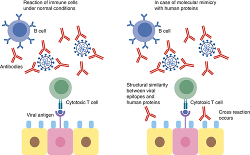 Figure 3. Mechanism of proposed molecular mimicry of SARS-CoV-2 epitopes and human proteins.This can lead to cross reaction with the immune cells resulting in hyperinflammatory response, cytokine storm and respiratory failure.