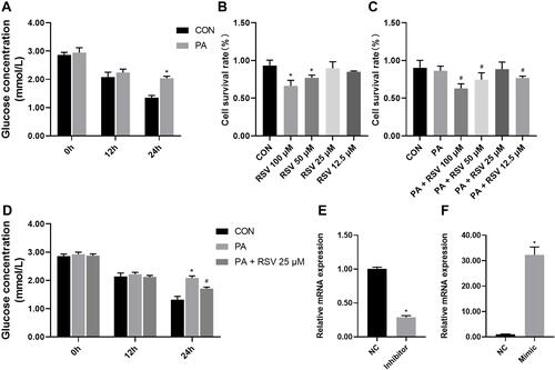 Figure 5 Establishment of an insulin resistance model in HepG2 cells, and mmu-miR-363-3p knockdown and overexpression efficiency. (A) Glucose concentrations in the culture medium of HepG2 cells after 0.25 mM PA treatment for 0, 12, and 24 h. (B) Cell survival rates after 24 h of treatment with the indicated concentrations of resveratrol as determined by CCK-8 assay. (C) Cell survival rates after PA and resveratrol treatments as determined by CCK-8 assay. (D) Glucose concentrations in the culture medium of HepG2 cells after 0.25 mM PA and 25 μM RSV treatments. (E) Relative mmu-miR-363-3p level after treatment with a mimic. F. Relative mmu-miR-363-3p level after treatment with an inhibitor. Data are the mean ± SD (n = 6). *P < 0.05 vs CON, #P < 0.05 vs PA (one-way ANOVA with LSD or Tamhane’s test).