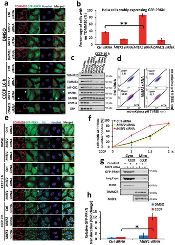 Figure 5. MIEF1 loss primes cells to PINK1-PRKN-dependent mitophagy. (a) HeLa cells stably expressing GFP-PRKN (green) were transfected with the indicated siRNA for 48 h. Cells were then treated with DMSO or 10 µM CCCP for 16 h, followed by immunostaining with anti-TOMM20 antibody (red). Hoechst, blue. Scale bar: 10 µm. Asterisks indicate mitophagic cells. (b) PRKN-mediated mitophagy shown as in (a) was quantified. Data represent mean ± SD. **P < 0.01. n > 150 cells for each group from 3 independent experiments. (c) Total cell lysates treated as in (a) were subjected to SDS-PAGE and immunoblotting. (d) HeLa cells stably expressing YFP-PRKN and mt-mKeima were transfected with control or MIEF1 siRNA for 48 h. Cells were then treated with DMSO or 10 µM CCCP for further 16 h, followed by flow cytometry analysis. (e) HeLa cells stably expressing GFP-PRKN (green) transfected with the indicated siRNA for 48 h were treated with DMSO or 5 µM CCCP for the indicated time. Cells were then fixed and immunostained for TOMM20 (red) and Ubiquitin (cyan). Hoechst, blue. Scale bar, 10 µm. Arrowheads indicate PRKN translocation. (f) Quantification of PRKN recruitment onto mitochondria as in (e). Data points represent mean ± SD. n > 150 cells for each group from 3 independent experiments. (g) Immunoblotting analysis of cytosolic or mitochondrial fractions as in (e) treated with 5 µM CCCP for 0 h or 1.5 h, respectively. (h) Quantitative analysis of (g). GFP-PRKN was normalized to TUBB (cytosol) or TIMM23 (mitochondria). Data are presented as percentage of total GFP-PRKN, normalized to mitochondrial fraction of control siRNA group upon CCCP treatment. Error bar indicates SD from 3 independent replicates. *P < 0.05.