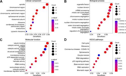 Figure 5. The top 10 enriched GO terms in the domain of Cellular Component (A), Biological Process (B), Molecular Function (C) and the top 10 enriched KEGG pathways (D) for the human genes which had moderate negative correlations with virus circRNA production. The size of dots represented the number of genes in each domain, and the colour indicated the significance of enrichment (adjusted p-values less than 0.05).