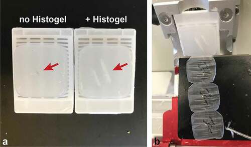 Figure 2. Histogel improves visualization of tissue in formalin-fixed paraffin embedded (FFPE) blocks. (a) Representative FFPE blocks of retinal explants embedded with and without Histogel. Histogel appears whiter than paraffin, enabling easy identification of tissue in the block (red arrows). (b) Improved visualization reduces the chance of sectioning past explant tissue.