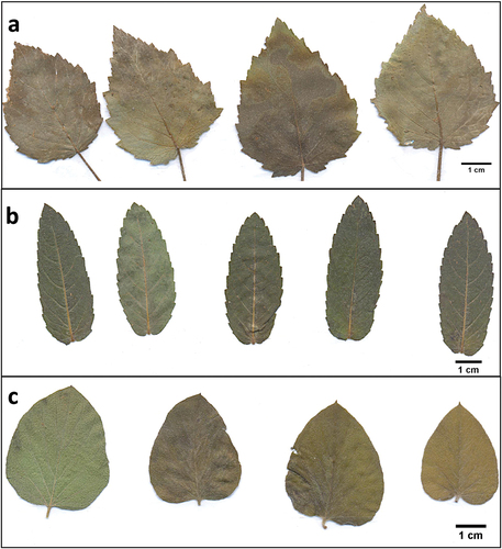 Figure 1. Morphological characteristics of the leaves of Mesosphaerum suaveolens (A), Stachytarpheta sanguinea (B) and Jacquemontia evolvuloides (C) harvested from individuals growing in sites with different regeneration periods after land abandonment in a northeastern Brazilian seasonally dry tropical forest (Santa Teresinha, Paraíba state, Brazil).