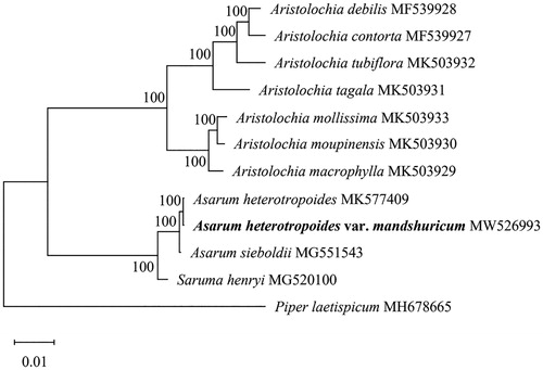 Figure 1. The ML tree based on the cp genome of A. heterotropoides var. mandshuricum and other 11 species that download from Genbank and Piper laetispicum as the outgroup. The numbers on the branches are bootstrap values. A. heterotropoides var. mandshuricum is in bold.