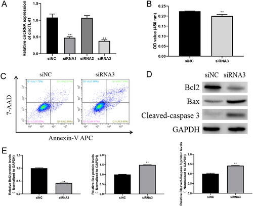 Figure 3. CircTLK1 knockdown Promotes HK-2 cell apoptosis. A, RT-qPCR was used to verify the effect of circTLK1 interference fragments. B, CCK-8 assay was used to evaluate cell proliferation after circTLK1 knockdown. C, Flow cytometry was used to assess cell apoptosis after circTLK1 knockdown. D, Western blot was used to assess the protein expression of Bcl2, Bax, and cleaved-caspase 3 after circTLK1 knockdown. E, Western Blots were quantified using ImageJ Software and represented as fold change. **p < 0.01.